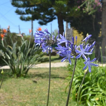 Meraki Guesthouse Ericeira Bagian luar foto